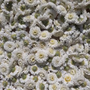Camomille romaine