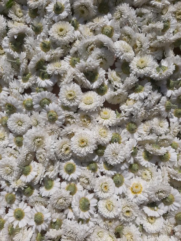 Camomille romaine