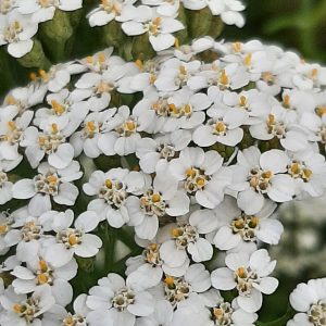 Achillée Millefeuille