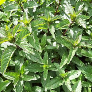 Menthe Poivrée