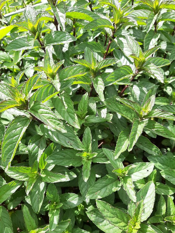 Menthe Poivrée