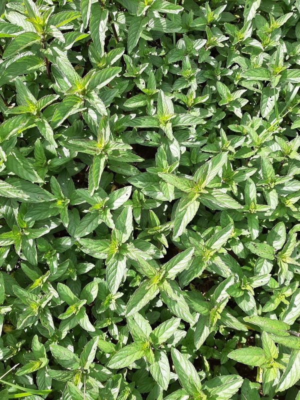 Menthe Poivrée – Image 2