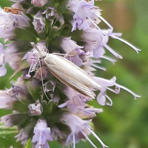 Agastache anisée