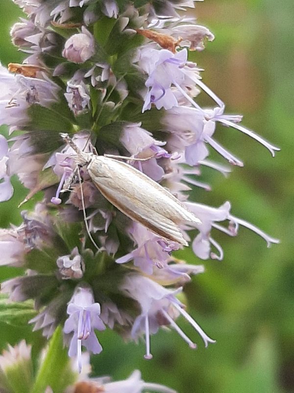 Agastache anisée