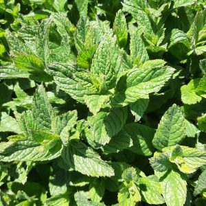 Menthe verte